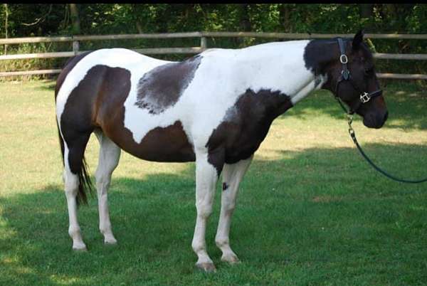 apha-mare-paint-horse