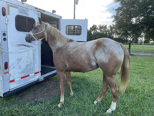 badger-appaloosa-horse