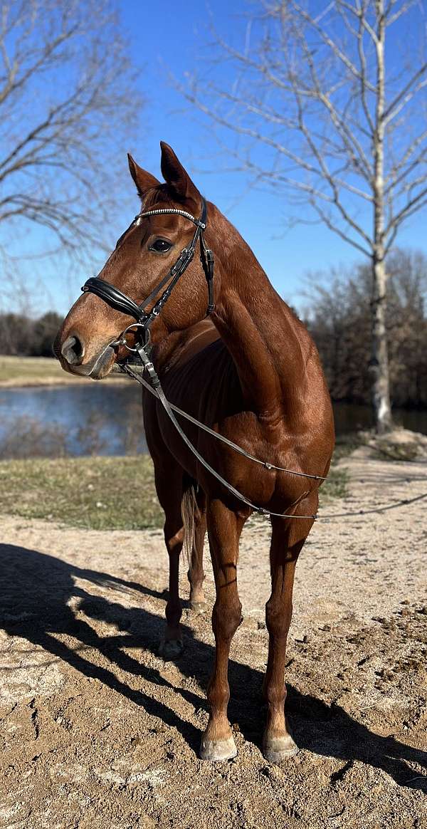 athletic-thoroughbred-horse