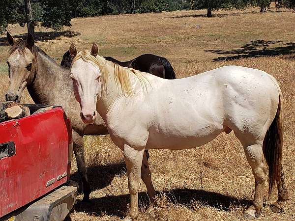 fresh-semen-quarter-horse