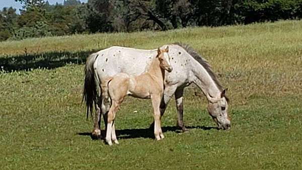 breeding-double-dilute-quarter-horse