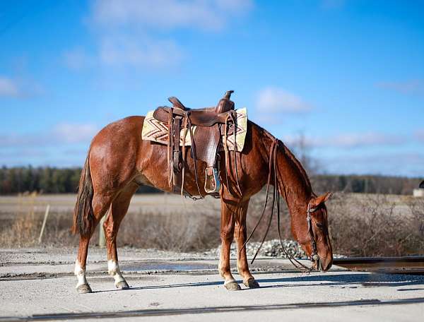 around-quarter-horse