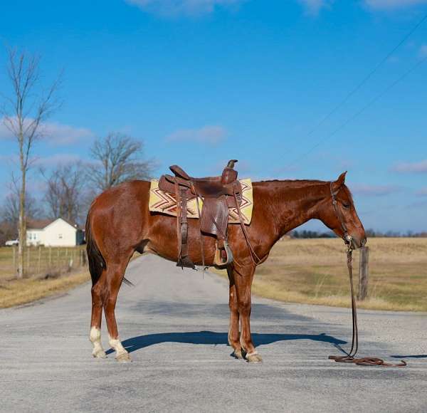 awesome-quarter-horse