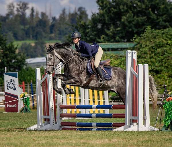 all-around-percheron-horse