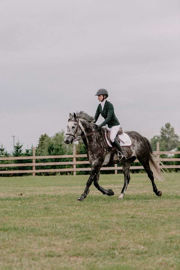 athletic-percheron-horse