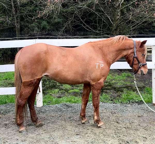 chestnut-mare-for-sale