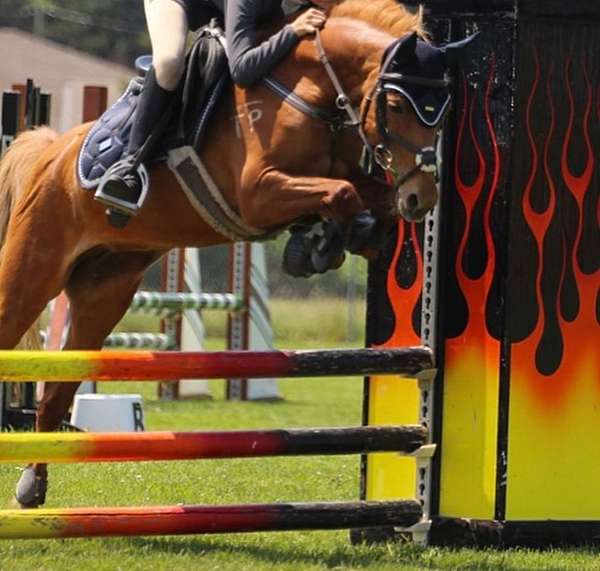 chestnut-welsh-pony-mare