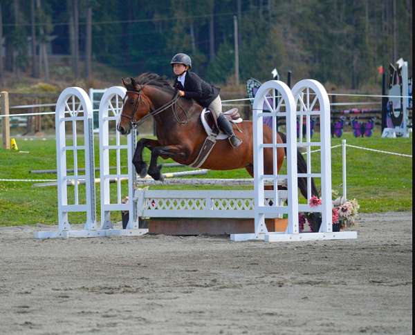 all-around-school-gypsy-vanner-horse