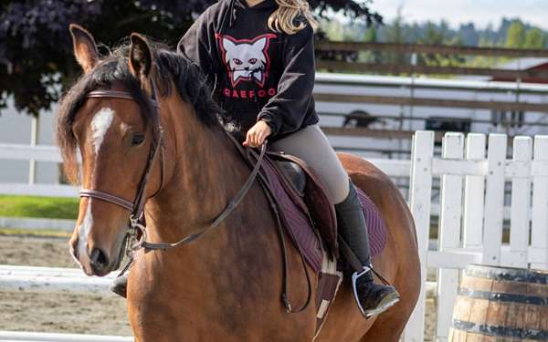 bay-gypsy-vanner-mare