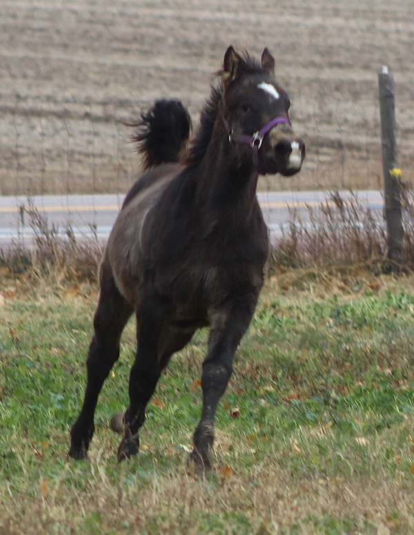 hind-sock-horse