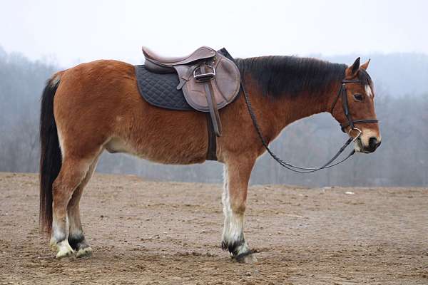 all-around-welsh-pony