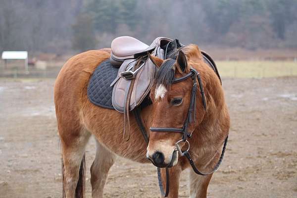 bay-welsh-pony-gelding