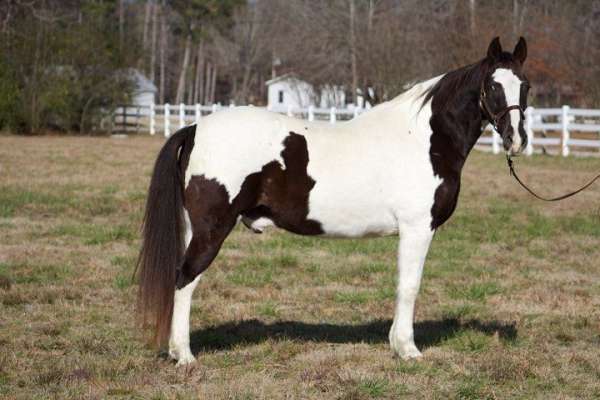 black-tobiano-horse