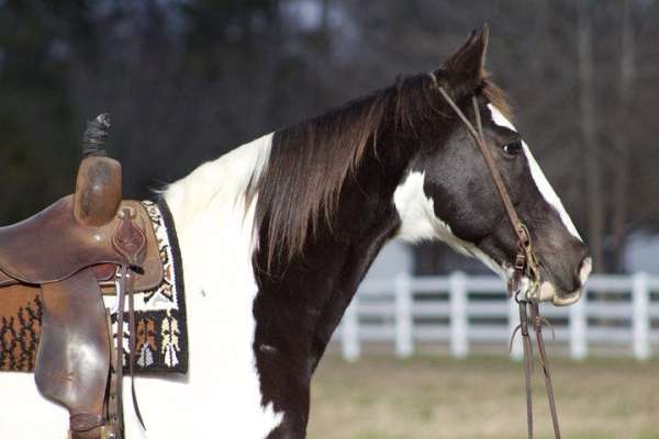 tobiano-horse