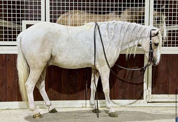 all-around-welsh-pony