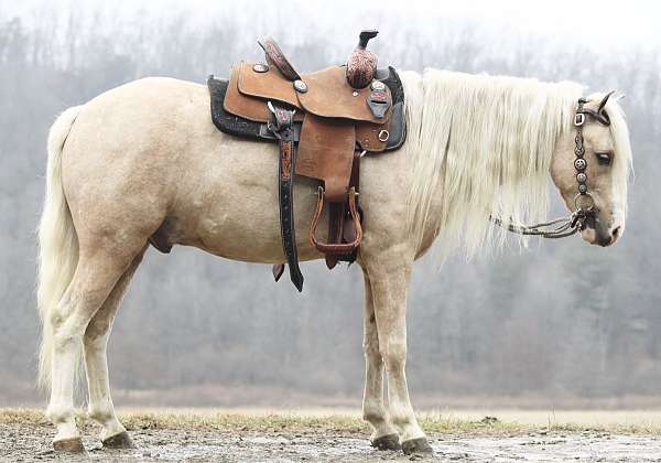 palomino-welsh-pony-gelding