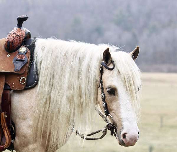 palomino-all-around-pony