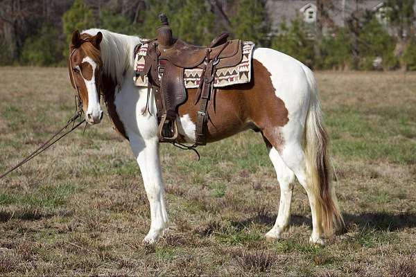 tobiano-horse