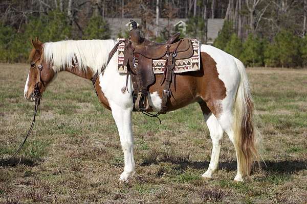 chestnut-tobiano-horse