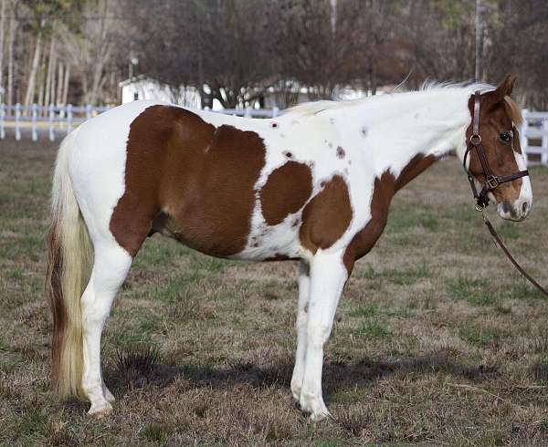 gaited-horses-for-sale-spotted-saddle