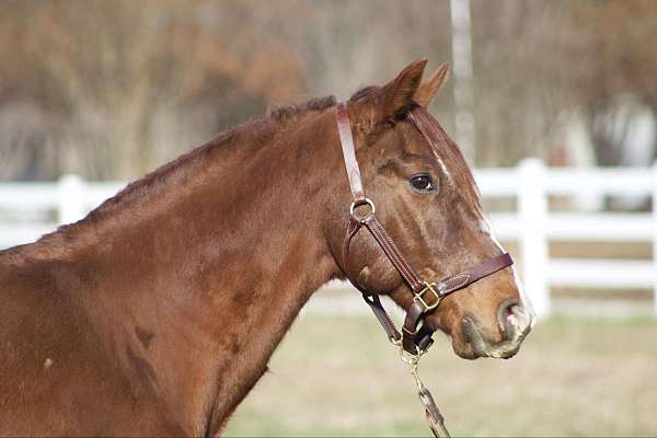 chestnut-blaze-horse