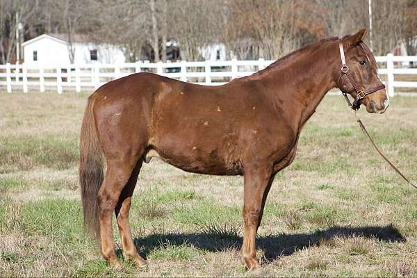 gaited-horses-for-sale-tennessee-walking