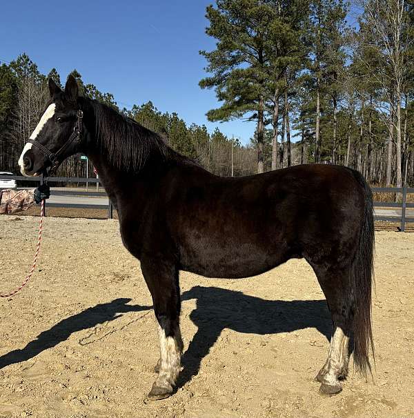 back-dutch-warmblood-horse