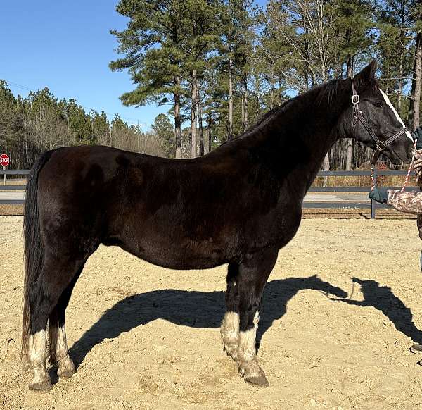 backs-dutch-warmblood-horse