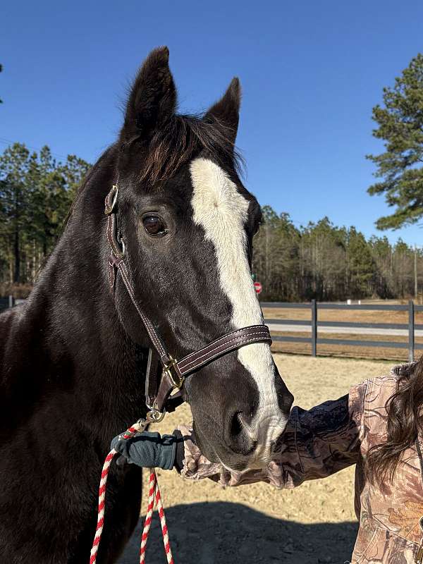 circles-dutch-warmblood-horse