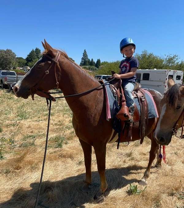 chestnut-liver-chestnut-trakehner-mare