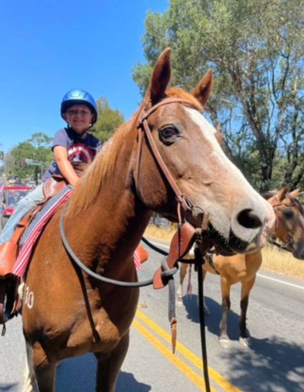 chestnut-liver-chestnut-holsteiner-mare