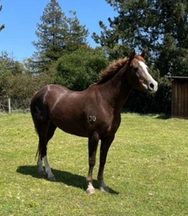 chestnut-liver-chestnut-warmblood-mare