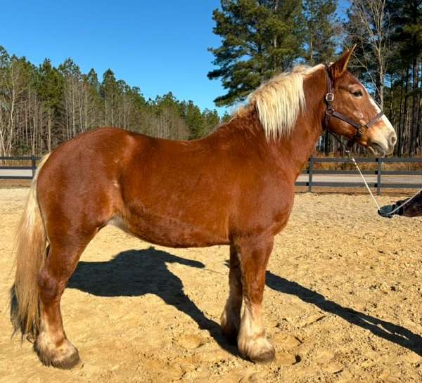 day-belgian-horse