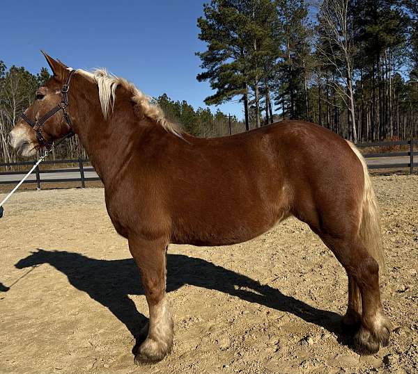 great-manners-belgian-horse