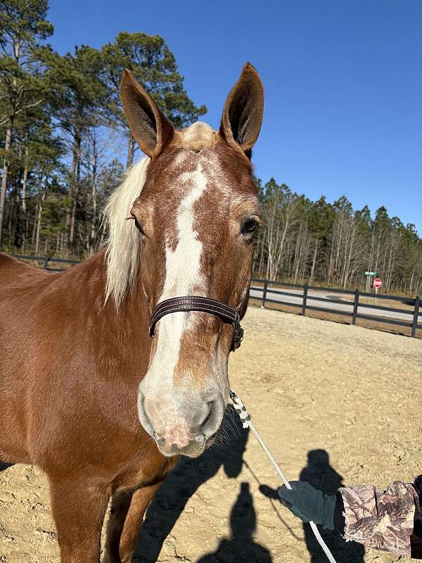 guarantee-belgian-horse