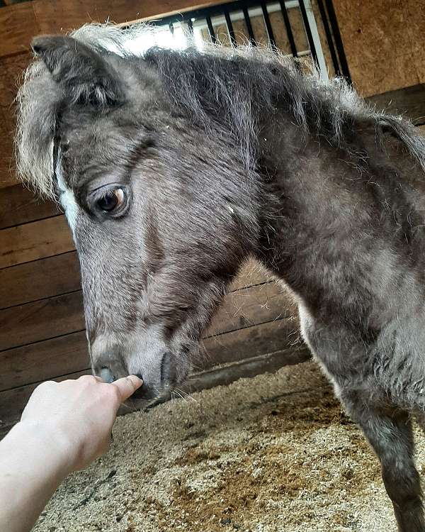 bloodline-miniature-horse