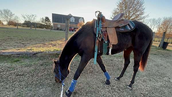 thoroughbred-horse-for-sale