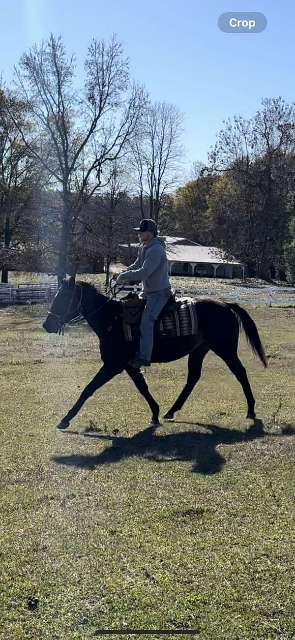 english-pleasure-thoroughbred-horse