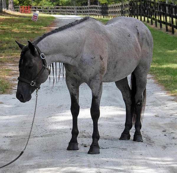 parade-trail-colt-gelding