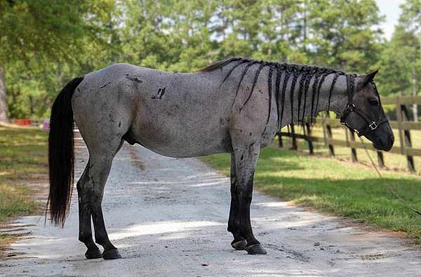 blue-roan-quarter-horse-gelding