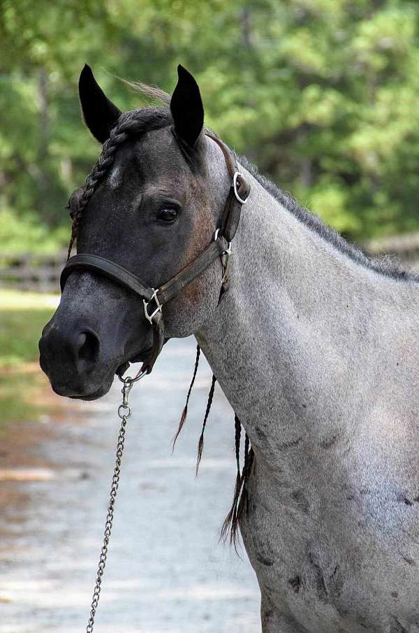 blue-roan-aqha-gelding