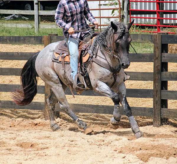 blue-roan-aqha-horse