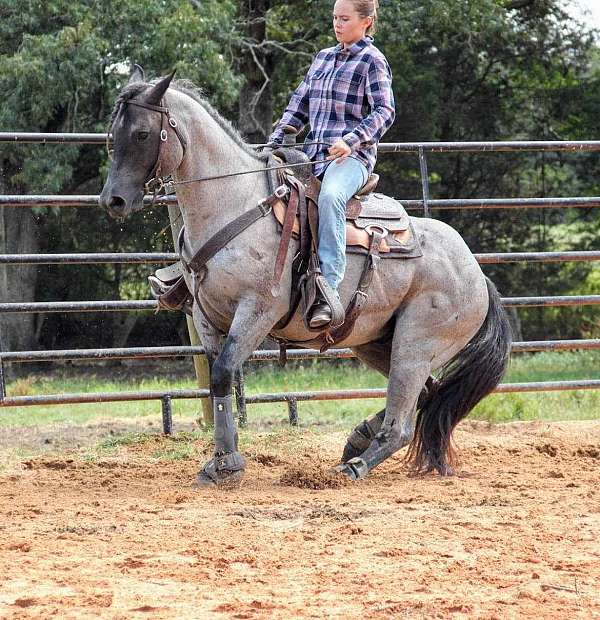 blue-roan-gelding-for-sale