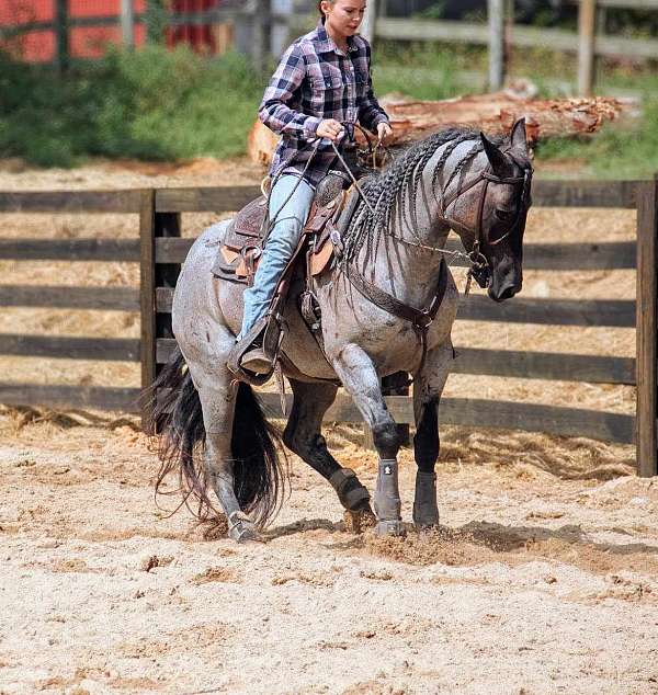 aqha-gelding