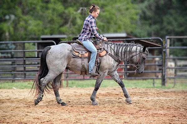 14-hand-quarter-horse-gelding