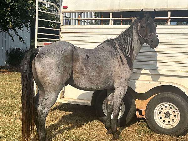 blue-roan-quarter-horse-for-sale