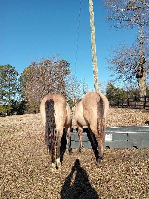 blue-roan-quarter-horse-gelding