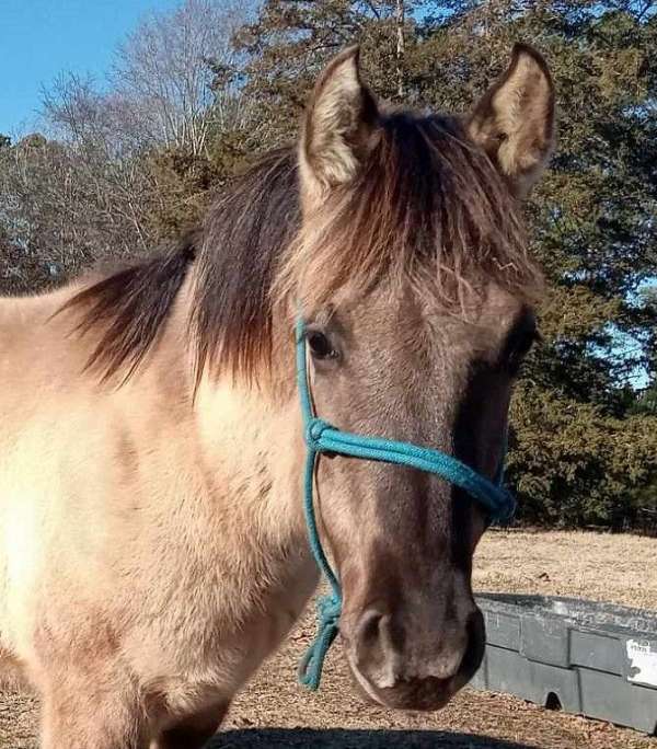 blue-roan-aqha-gelding