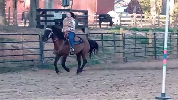 blue-roan-gelding-for-sale