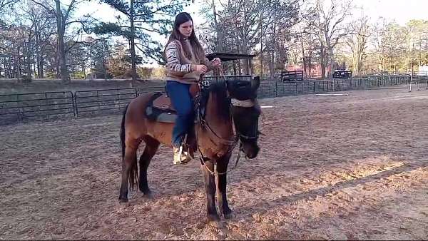 aqha-gelding